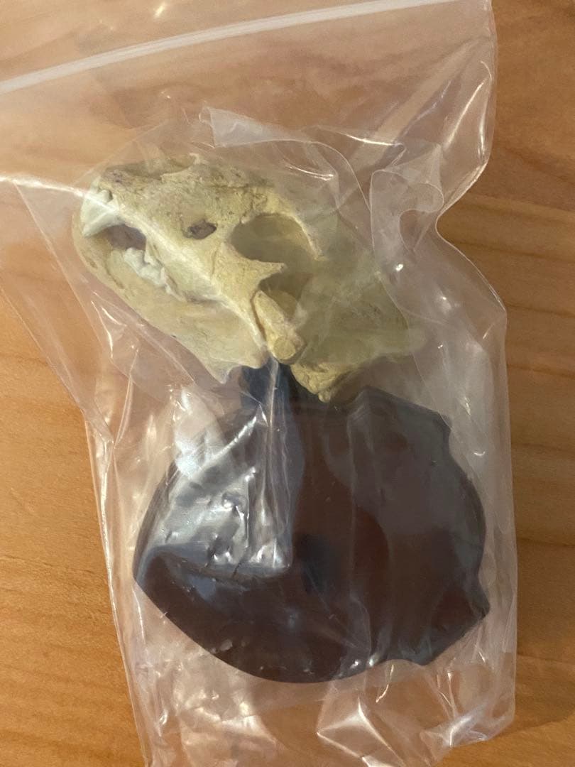 ハンティング・トロフィーⅢ シークレット込み　コンプ　白虎　トラ　ライオン　水牛