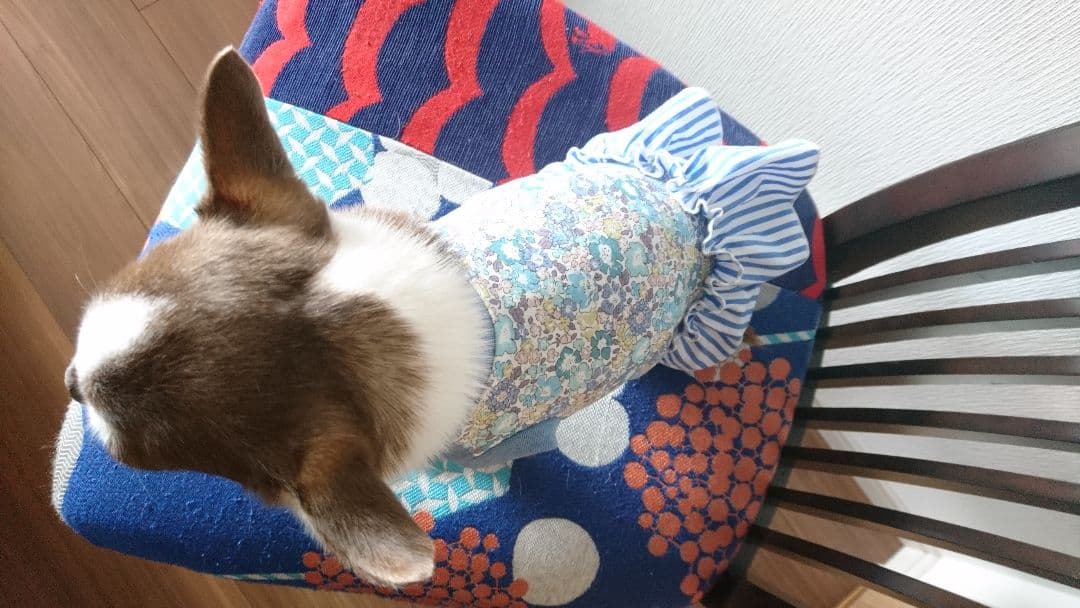リバティ 犬のワンピース