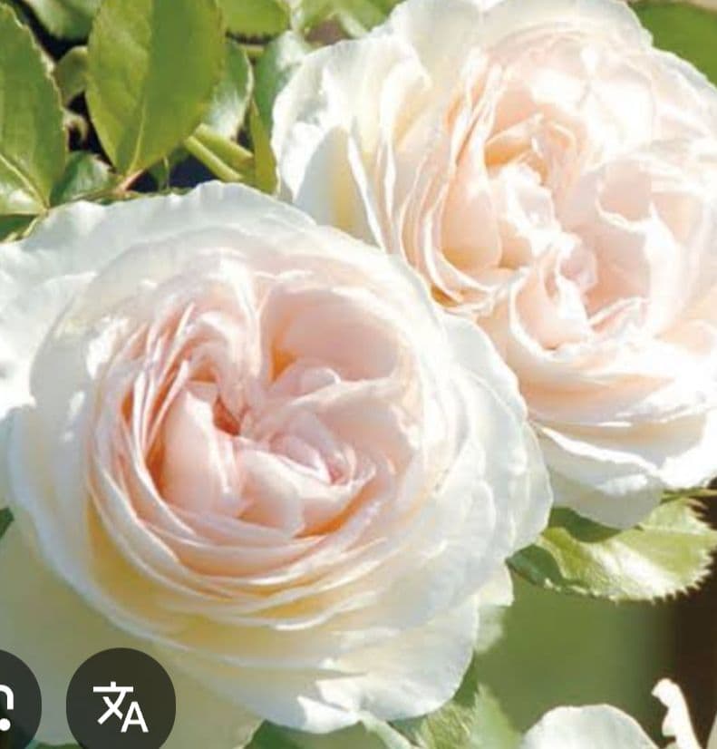 ☆どきんちゃん☆自転車●チャイルドシートつき