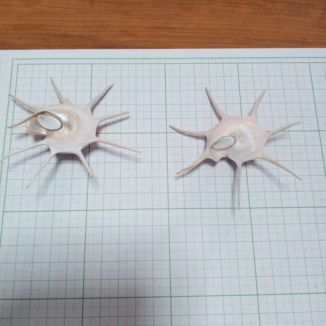 ハリナガリンボウ　蓋つき④