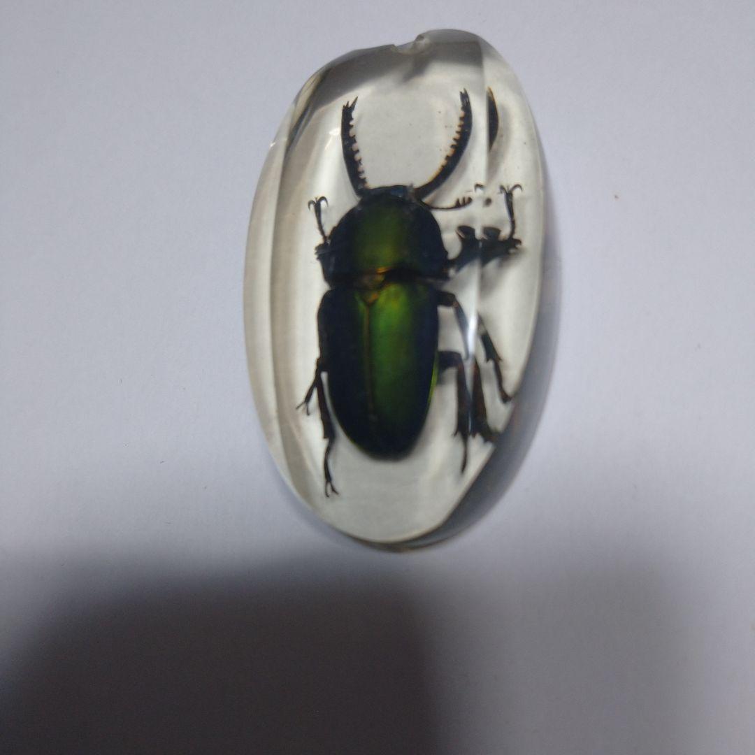 昆虫標本 クリスタルガラス