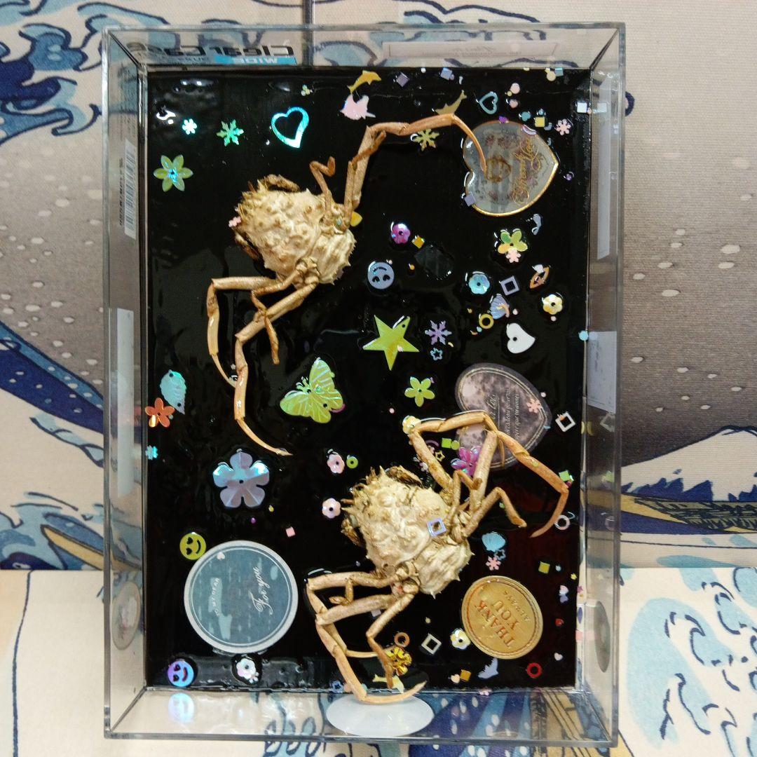 平家武者怨霊稀少レア瀬戸内海源平合戦古戦場人面蟹個体リアル立体鬼面蟹コレクション