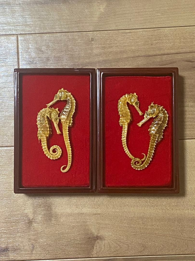 開運 縁起物 タツノオトシゴ 乾燥 標本　2セット 4体