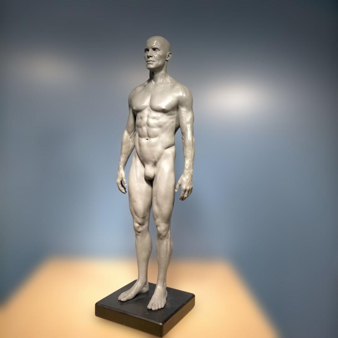 AnatomyTools.com 人体模型30cm