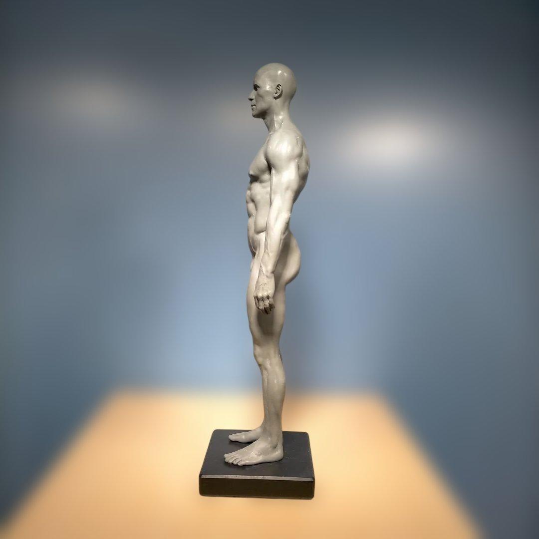 AnatomyTools.com 人体模型30cm