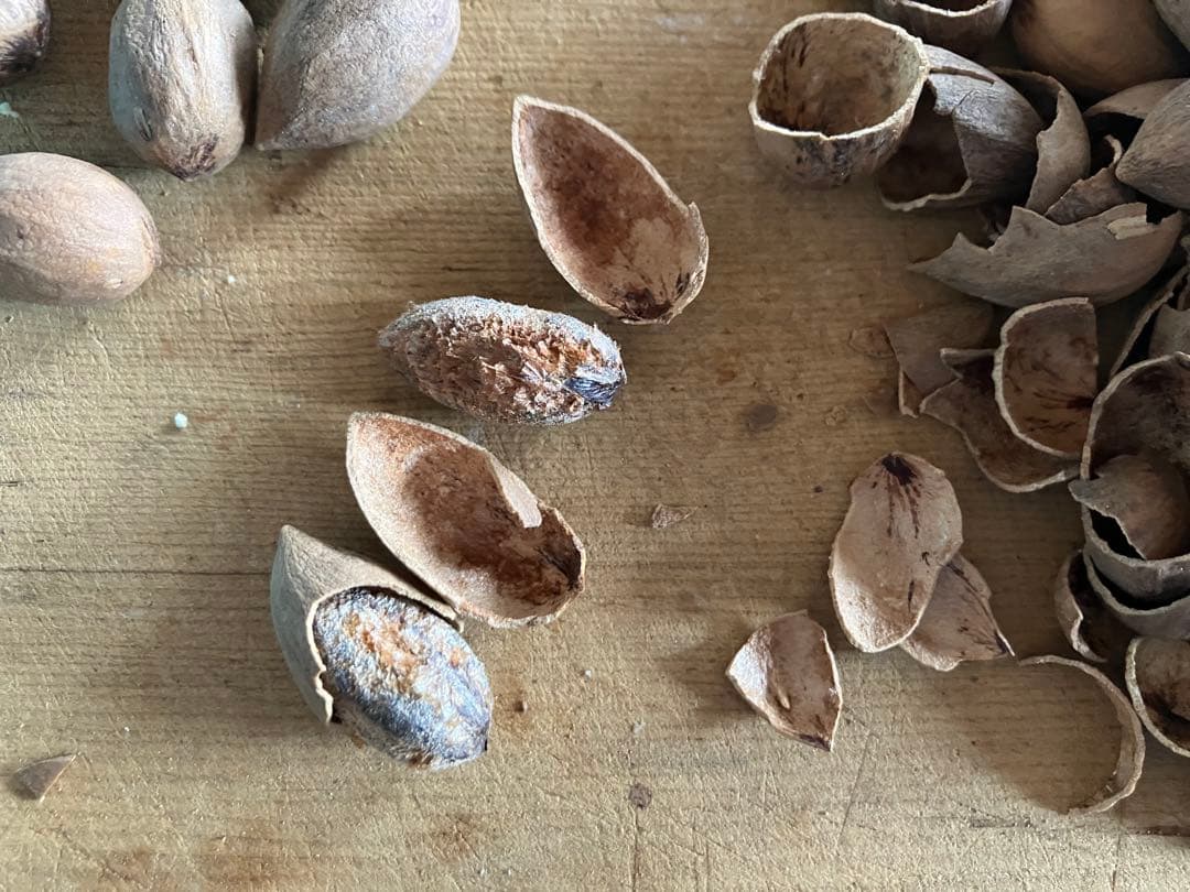 樹齢600年 榧の実（かやの実） 2025年産 1kg アク抜き済み