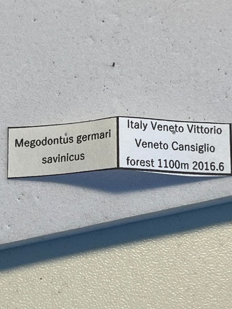 【27mm】ゲルマリーキンオサムシ Megodontus germari標本