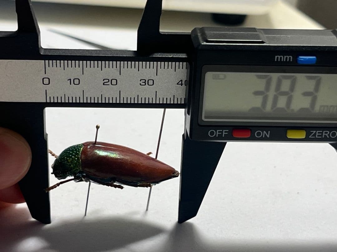 【年代物】チャイロフトタマムシ フトタマムシ スハンダエ プラチナコガネ 標本