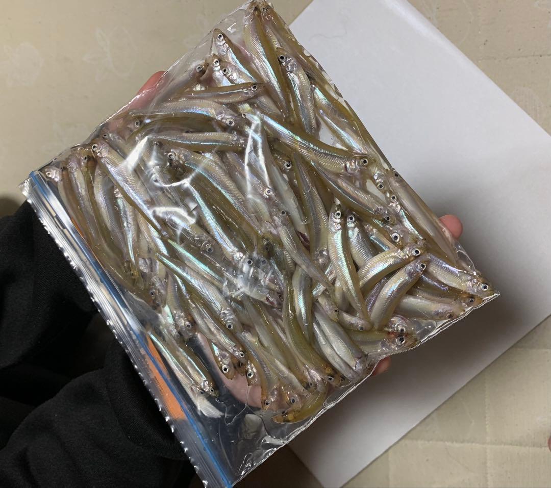 オススメ　氷上ワカサギ釣り　ステンレス穂先　２本　　252ミリ