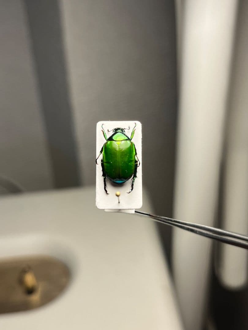 【極美展足】スジコガネの一種　標本 福井敬貴作品 真作 プラチナコガネ