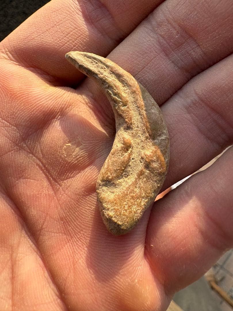 翼竜の爪　化石　モロッコ