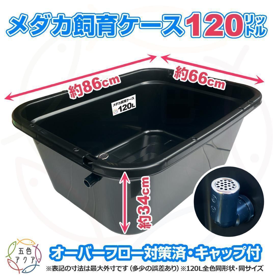 【限定特価】メダカ飼育ケース 120㍑黒x2個 オーバーフロー 金魚飼育 越冬