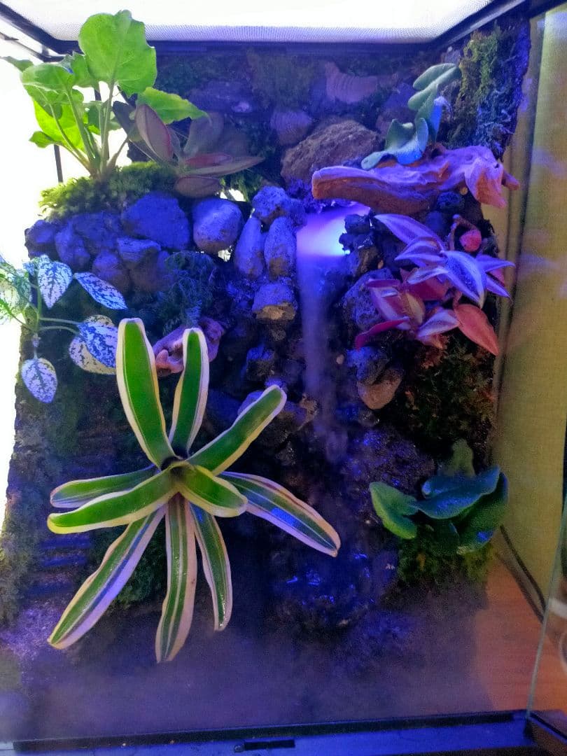 滝の流れる化石と苔のテラリウム、究極の飼育箱（化石、ライト、ミスト、階段付き）