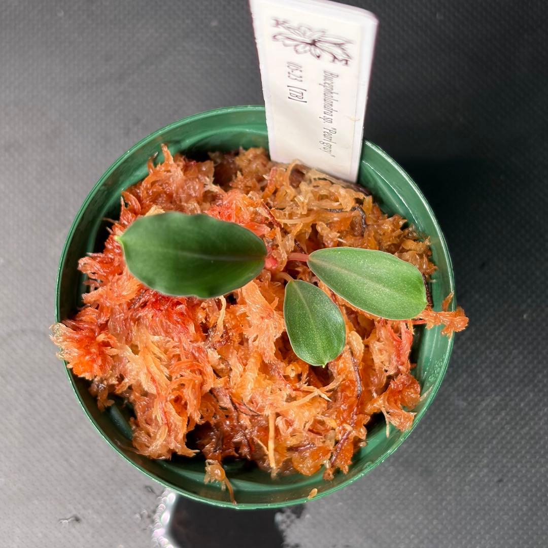 Bucephalandra sp. Pearl gray 05-23 TB便