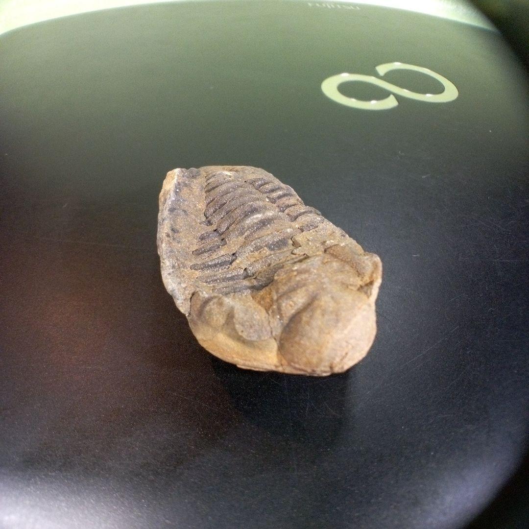 三葉虫　化石　fossil　ボリビア　trilobite　三葉虫綱　三葉虫管理⑦