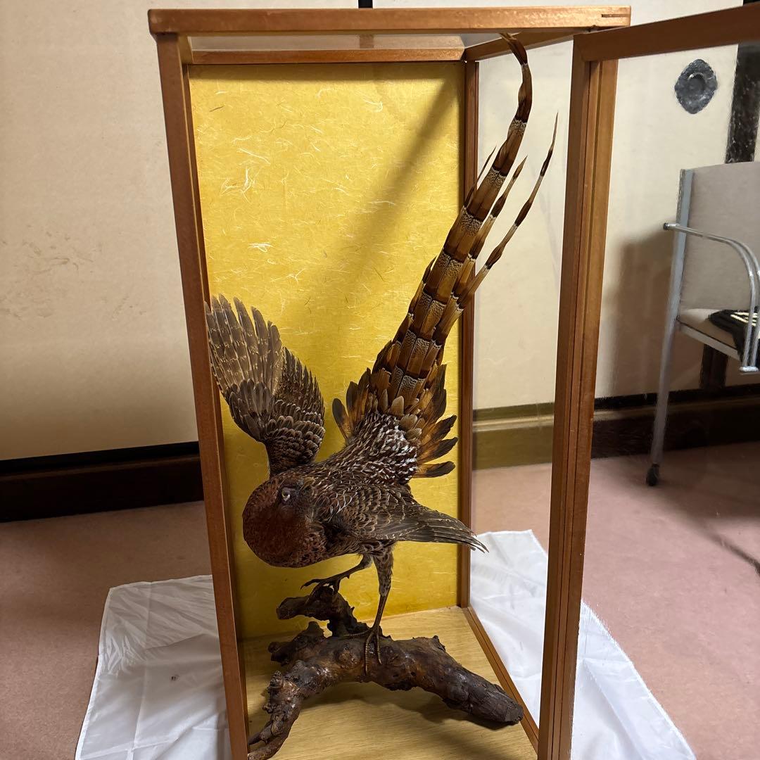 木製 鳥の彫刻 茶色と金色の羽根　雉　剥製　掘り出しもの
