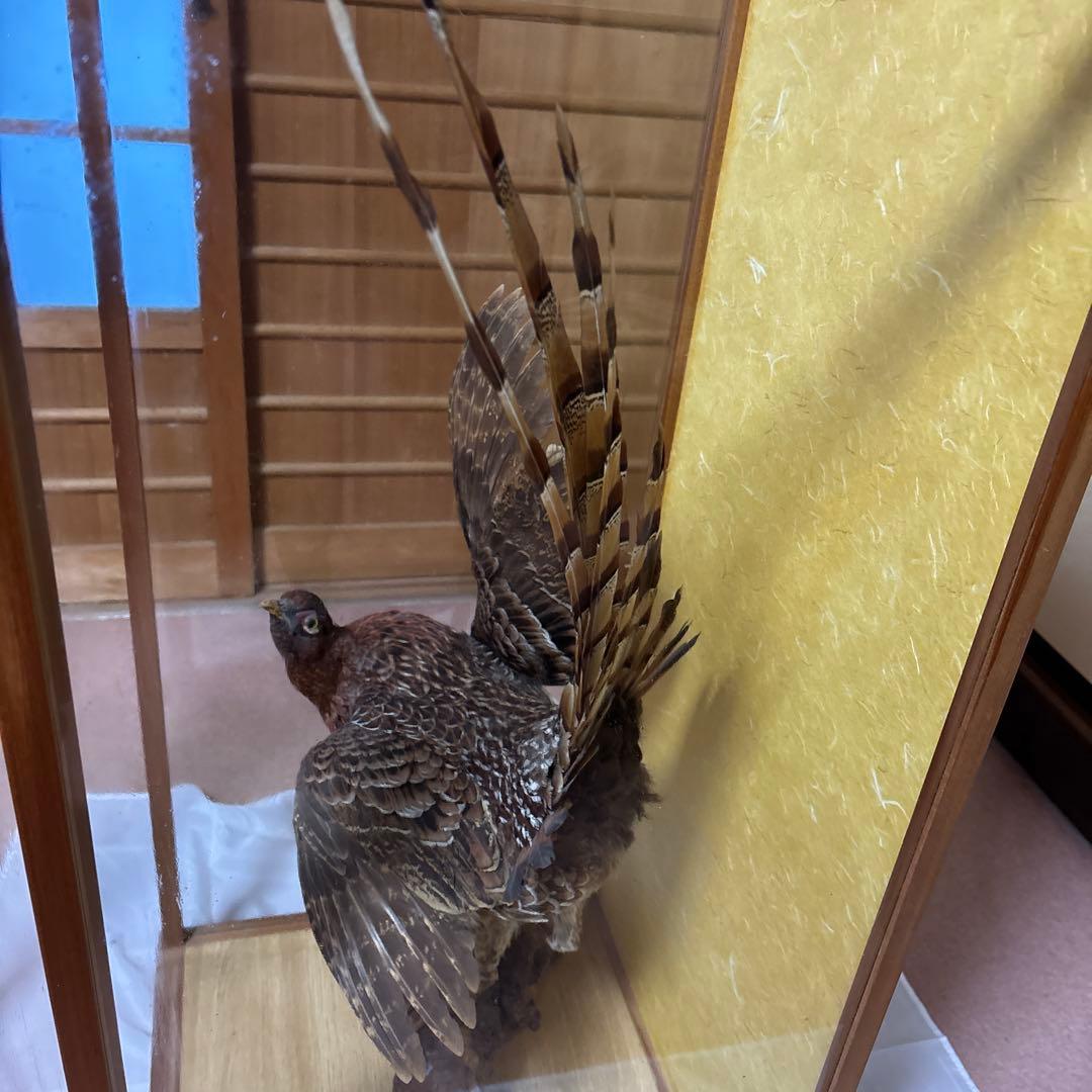 木製 鳥の彫刻 茶色と金色の羽根　雉　剥製　掘り出しもの