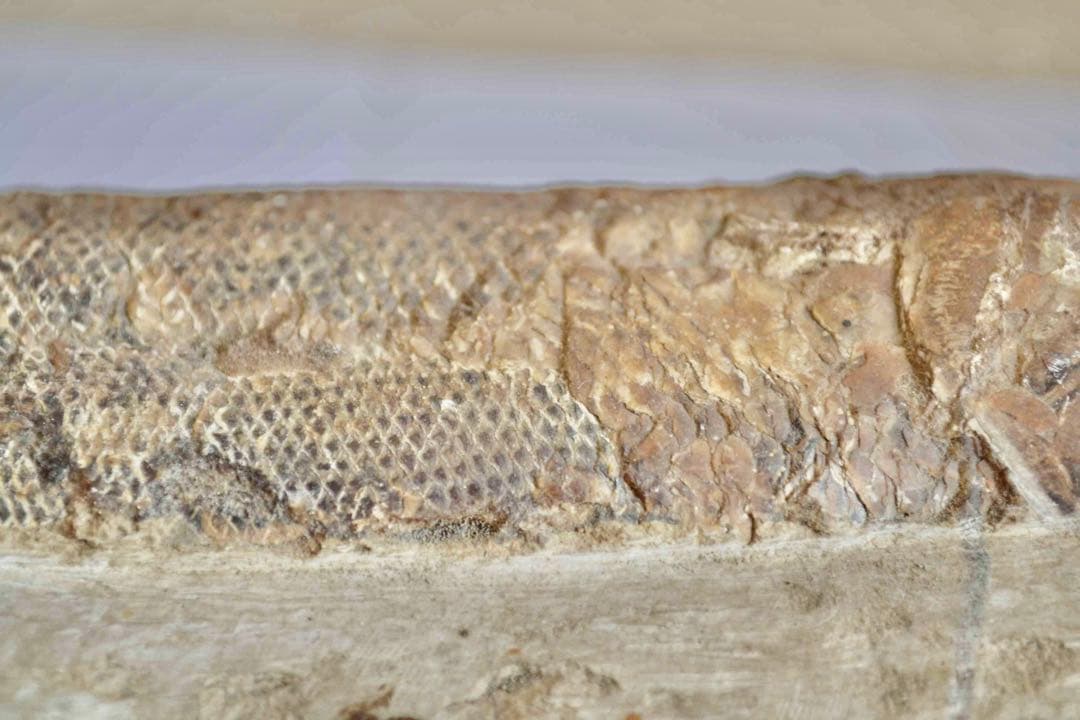 鱗ビッシリ、立体的一億数千万年前のブラジル産絶滅古代魚・ラコレピスの化石