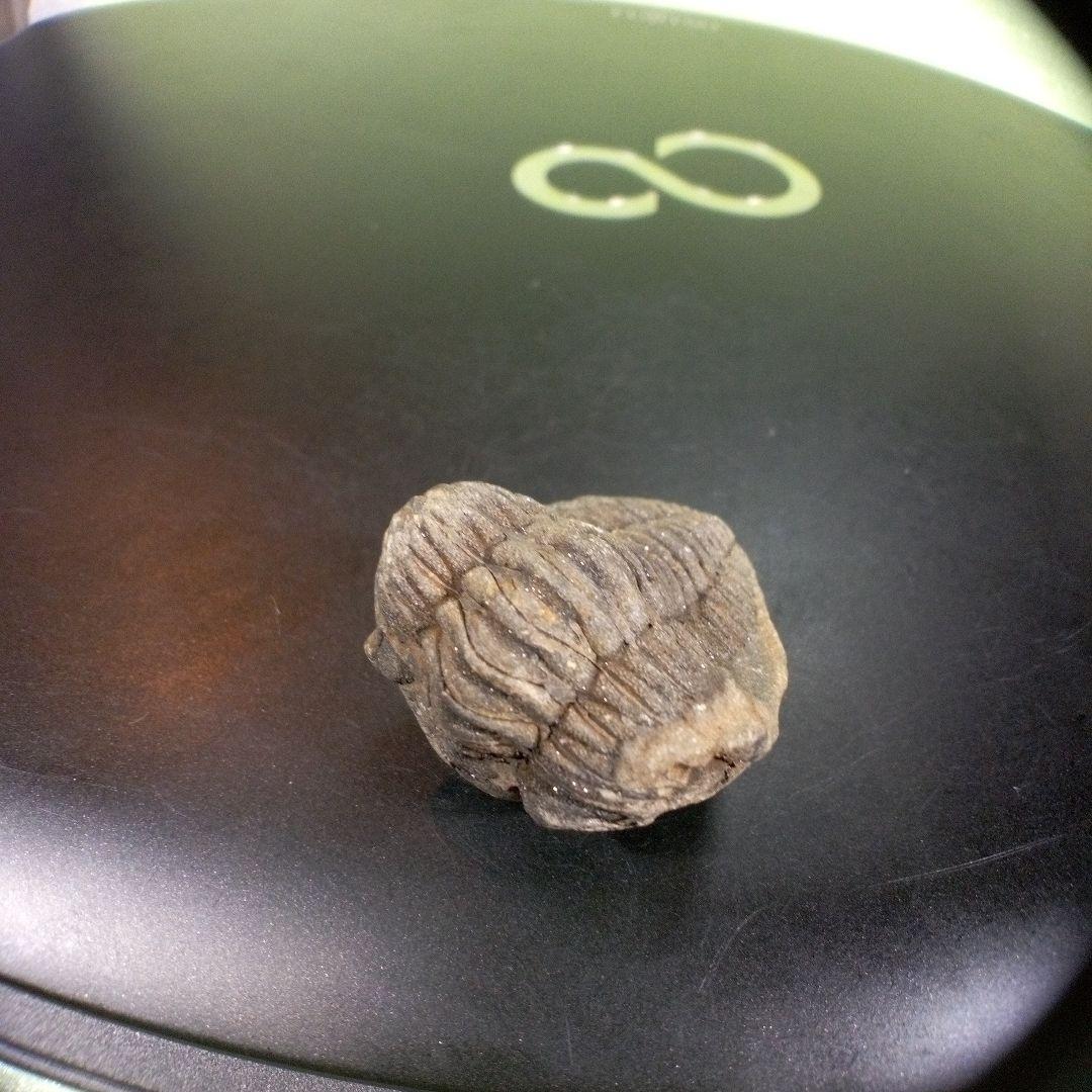 三葉虫　化石　fossil　ボリビア産　trilobite　三葉虫判別⑩