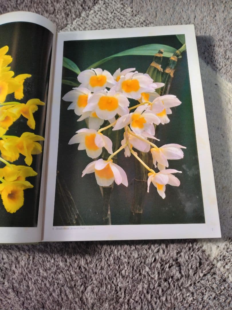 世界の野生蘭ORCHID　ATLAS VOL.4 デンドロビウム・バルボフィルム