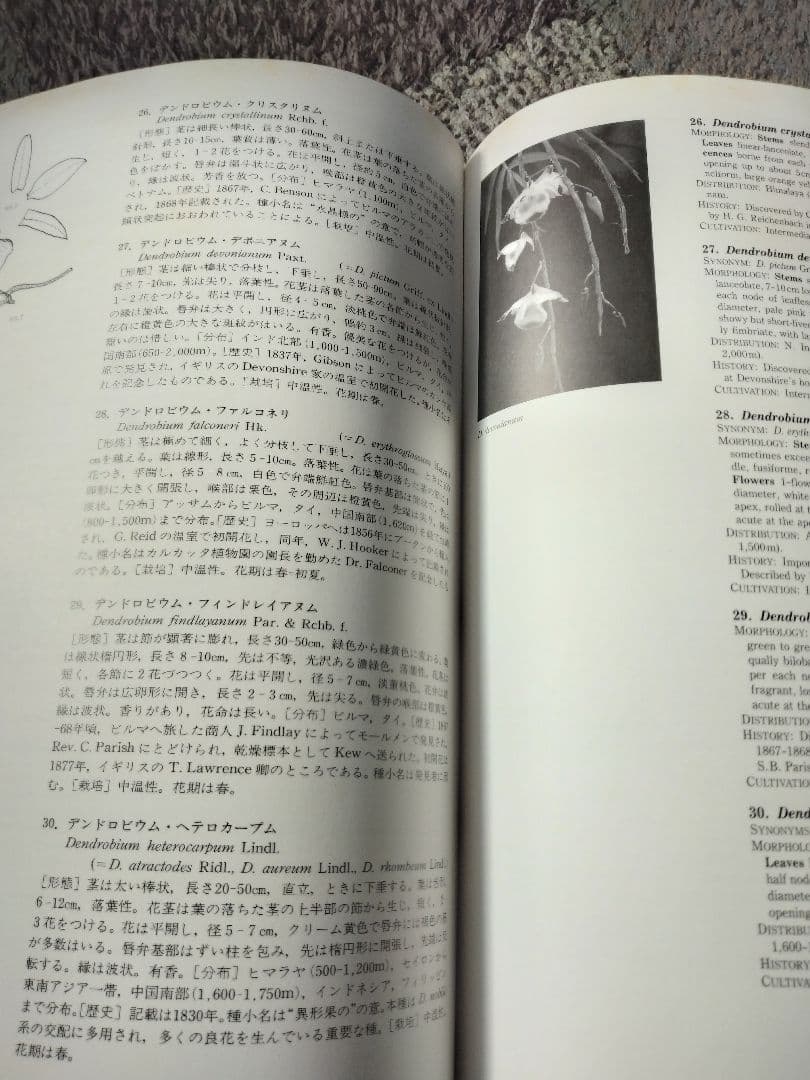 世界の野生蘭ORCHID　ATLAS VOL.4 デンドロビウム・バルボフィルム