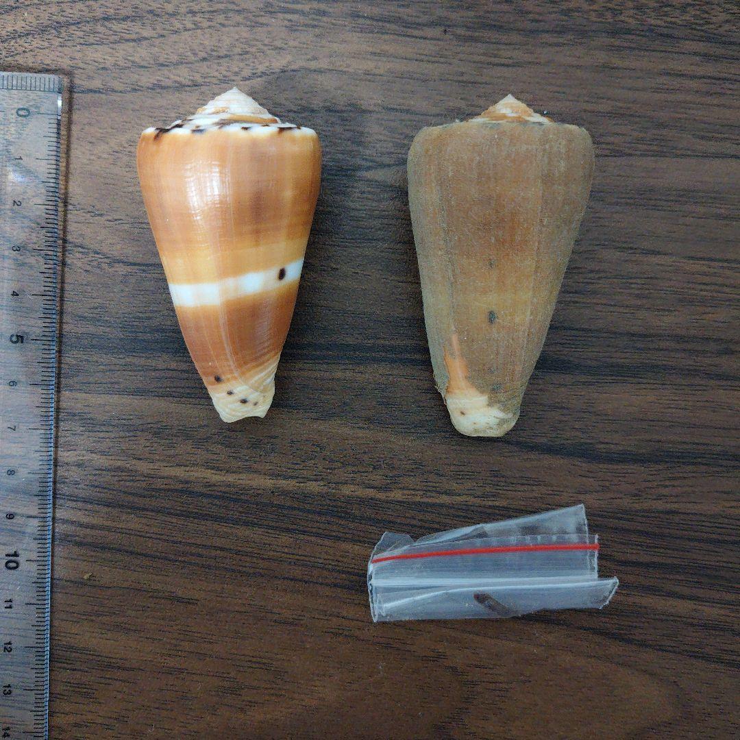 アカネイモ（ゴクラクイモ）　希少　2個セット　貝殻　標本
