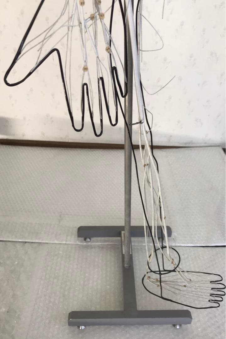 脳および神経系人体模型♡ 京都科学