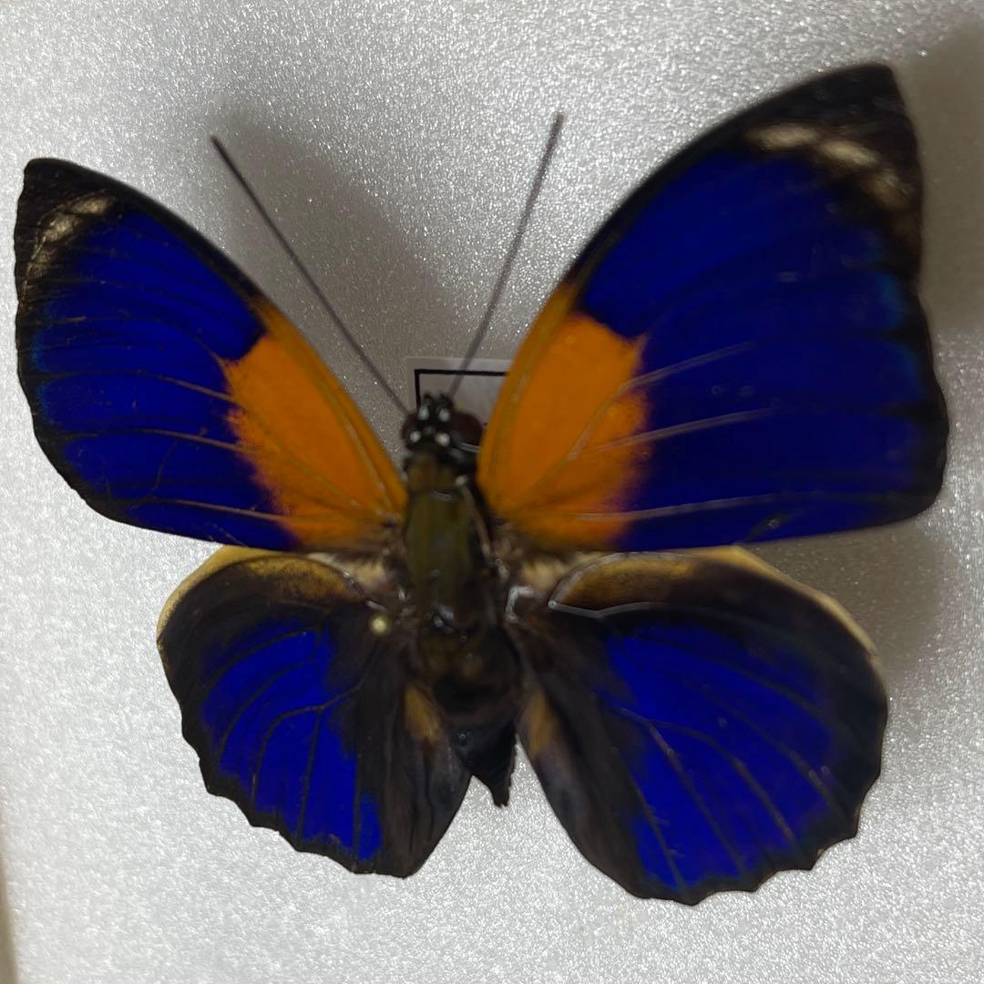 アグリアス　ファルキドンFourninae