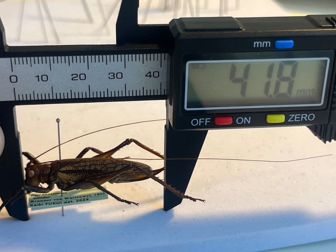 【極美展足】クワガタキリギリス 化け物キリギリス 昆虫標本 ウェタ