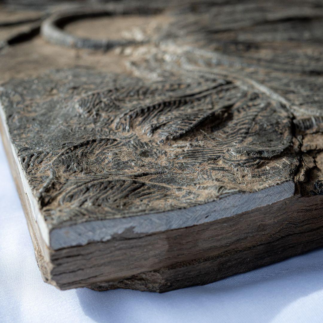 極上 ウミユリ トラウマトクリヌス 化石 本物 貴州省産 46cm um1