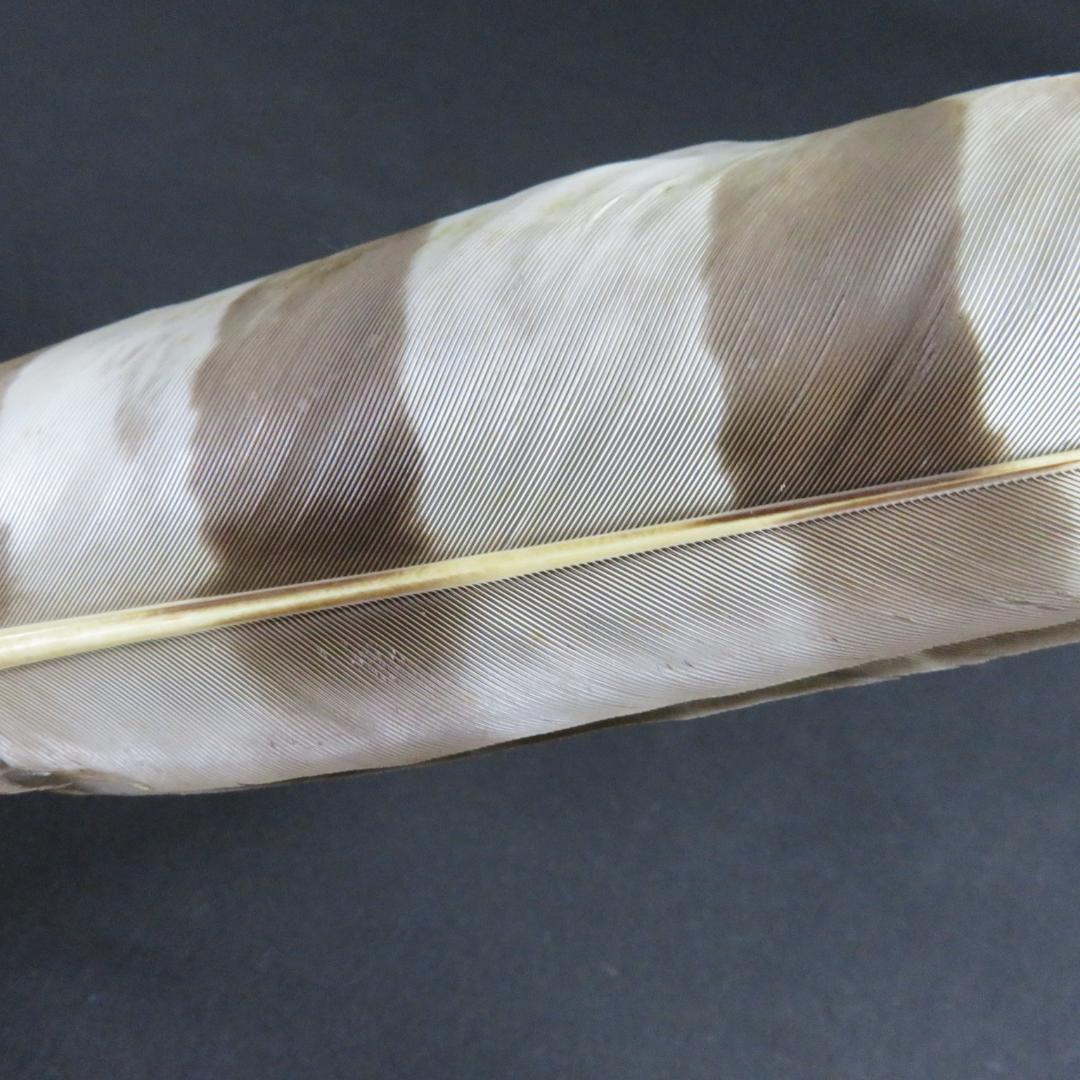 羽箒 羽根 茶道具 茶器 木箱 共箱 高級