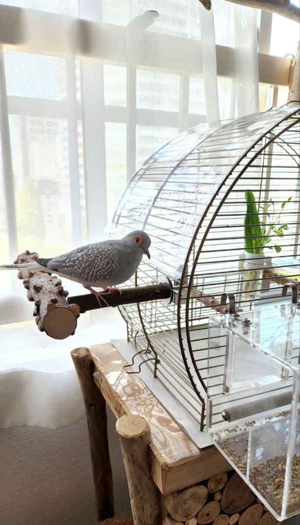 鳥かご 44.5cm x 25cm ヨーロッパ 輸入 ケージ