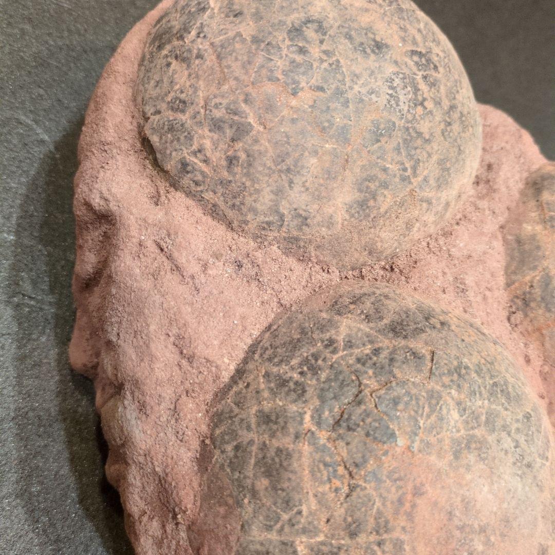 (貴重)　恐竜ハドロサウルスの卵化石（3個）　中国　補修あり