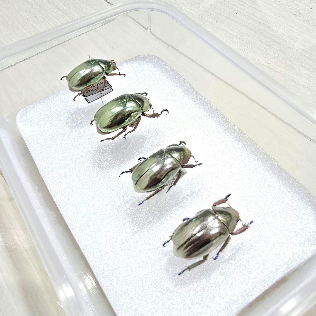 プラチナコガネ標本４頭セット