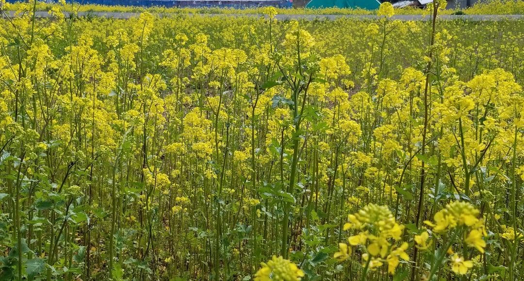 えごま油 　低温圧搾　100％国産　110g✕5
