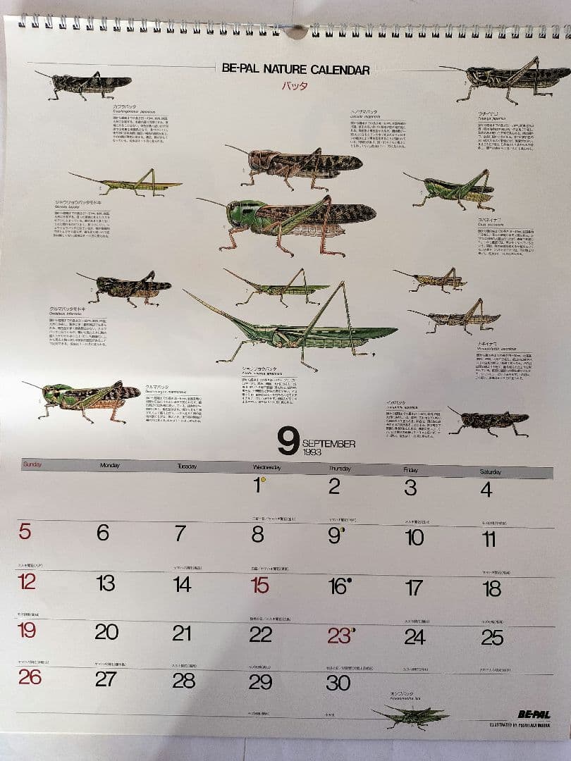 BE-PAL ビーパル カレンダー 新品未使用 1993年 ヴィンテージ