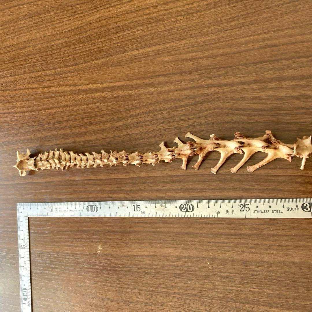 ノウサギの骨標本　頭骨標本