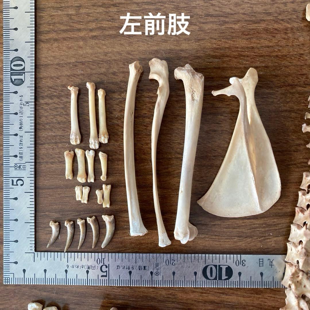 ノウサギの骨標本　頭骨標本