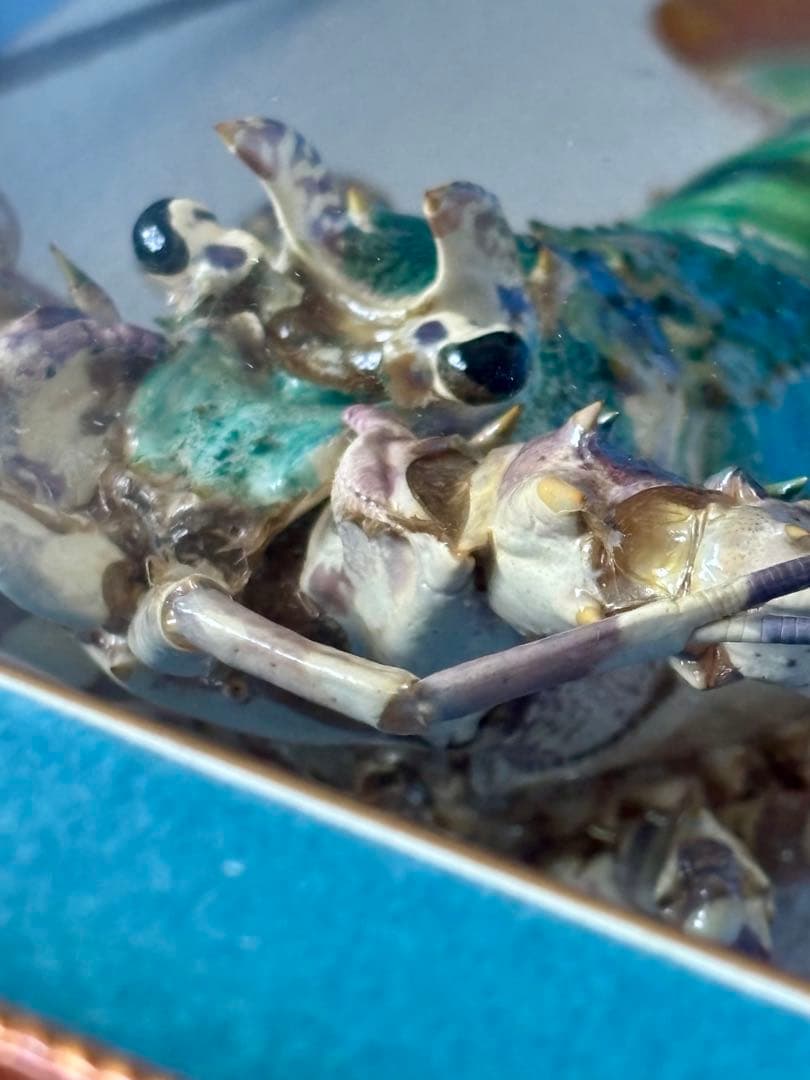 #額装標本 ニシキエビ 錦海老　伊勢海老　えび　剥製