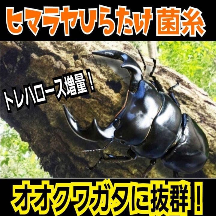 極上！ヒマラヤひらたけ菌糸ブロック【6個】トレハロース強化配合！オオクワに抜群！
