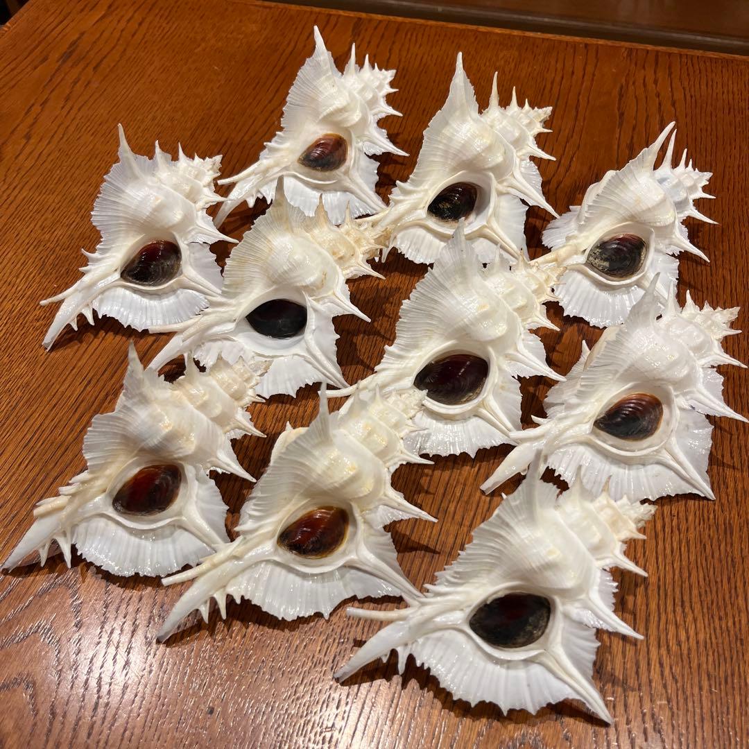 海*貝様 【最終在庫】　美品　東シナ海産　蓋付き　ガンセキバショウ　10点セット