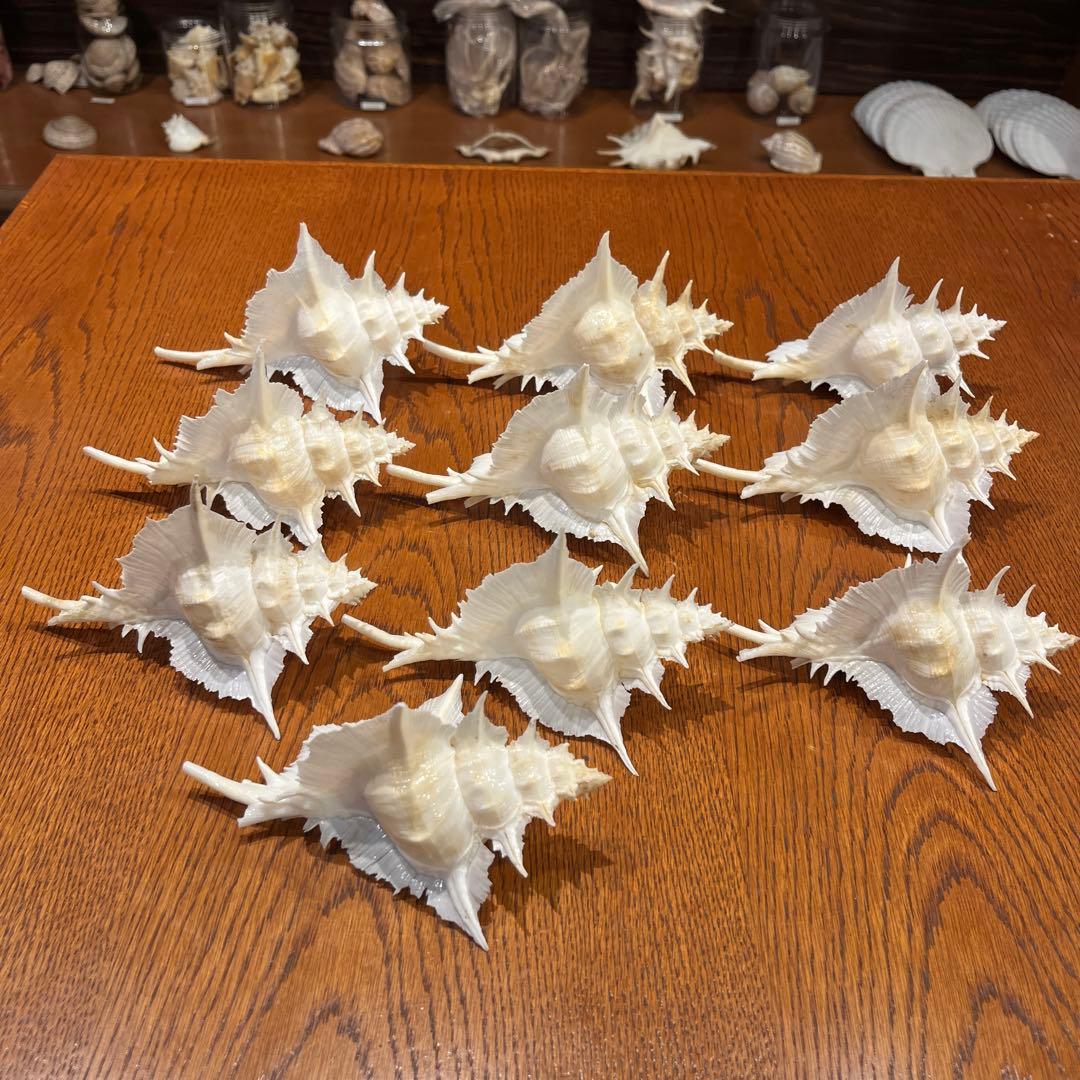 海*貝様 【最終在庫】　美品　東シナ海産　蓋付き　ガンセキバショウ　10点セット