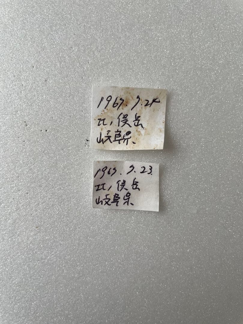 【ペア】タカネヒカゲ（岐阜県）