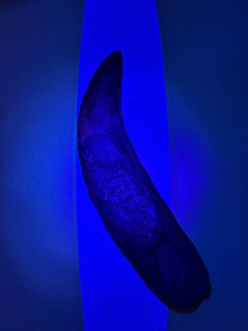 恐竜　歯　化石