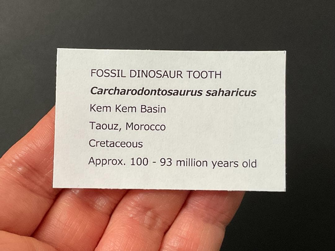 カルカロドントサウルスの歯 [DS364] 化石 恐竜の歯