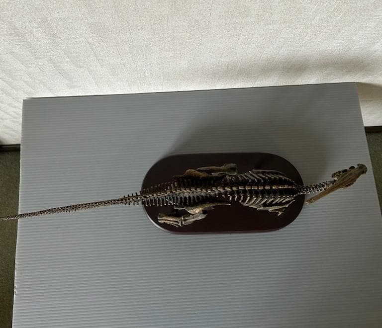 フェバリット　コレクション　パラサウロロフス 　1/20スケール