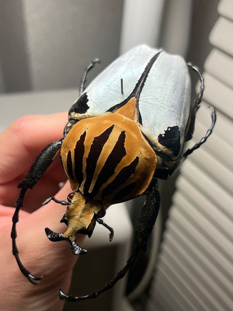 【極BIG】カタモンゴライアスオオツノハナムグ 81mm程♂ Goliath標本