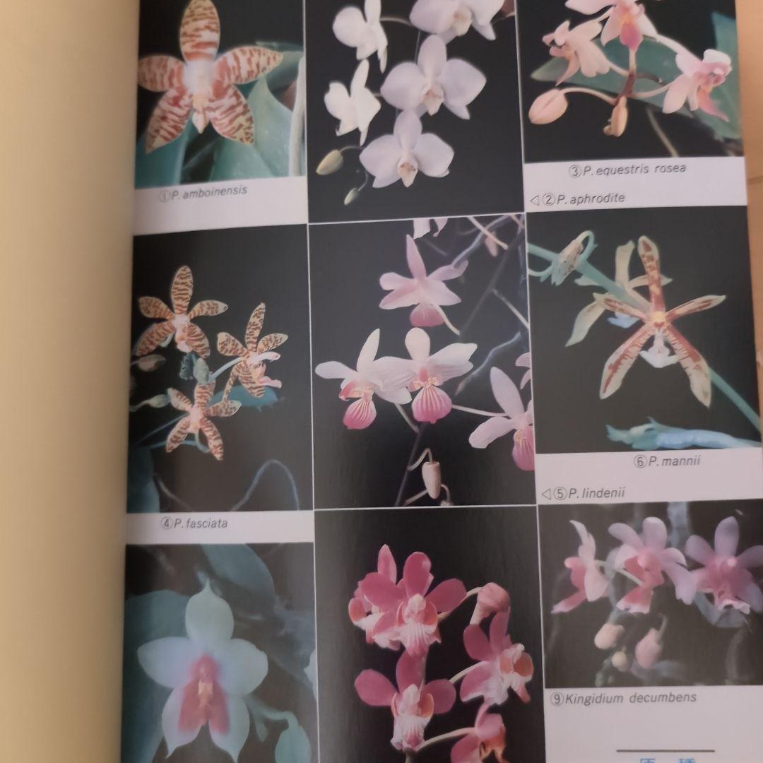 【レア】ファレノプシス （花専科・育種と栽培） 市橋正一／編著