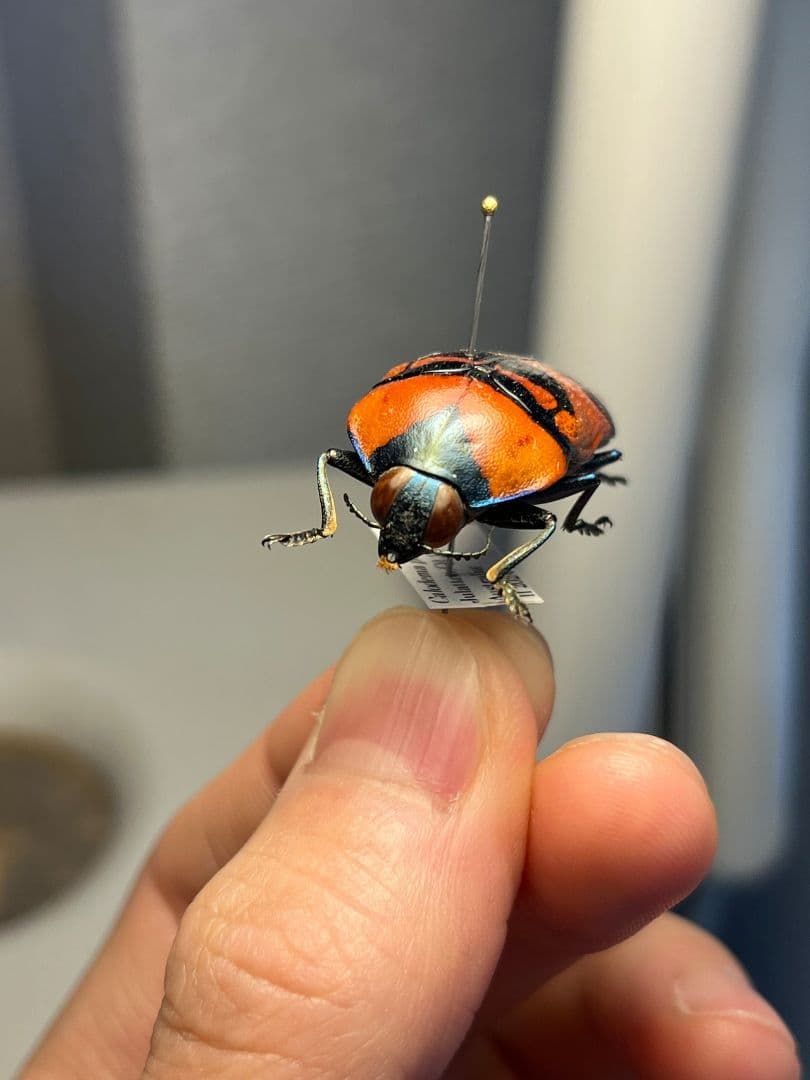 【39mm】クロモンベニオウサマムカシタマムシCalodema 標本スハンダエ