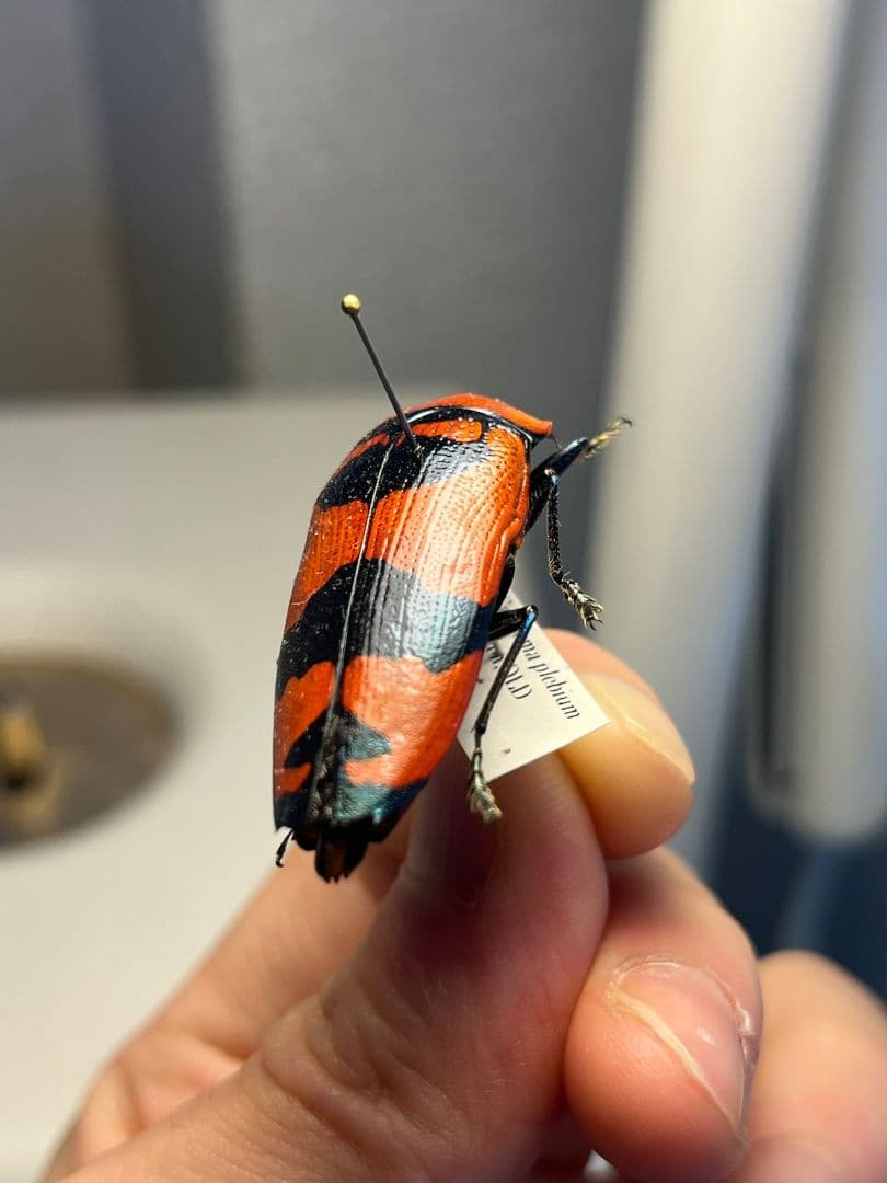 【39mm】クロモンベニオウサマムカシタマムシCalodema 標本スハンダエ